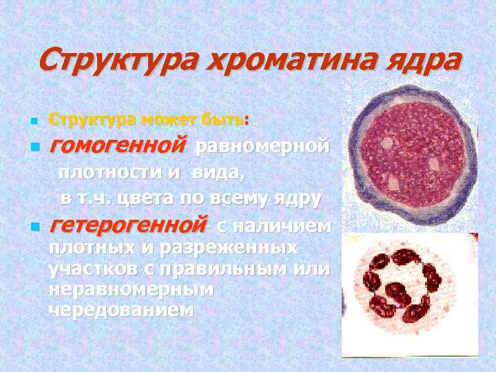 Структура хроматина ядра Структура может быть: гомогенной- равномерной плотности и вида, в т. ч.