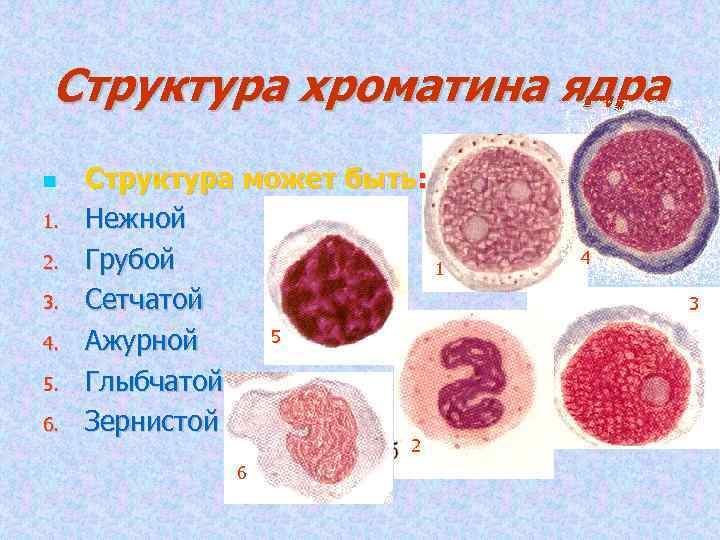 Структура хроматина ядра 1. 2. 3. 4. 5. 6. Структура может быть: Нежной Грубой