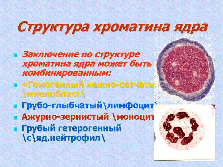 Структура хроматина ядра Заключение по структуре хроматина ядра может быть комбинированным: «Гомогенный нежно-сетчатый» миелобласт