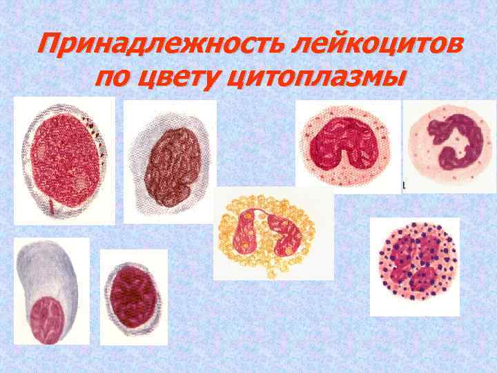 Принадлежность лейкоцитов по цвету цитоплазмы 