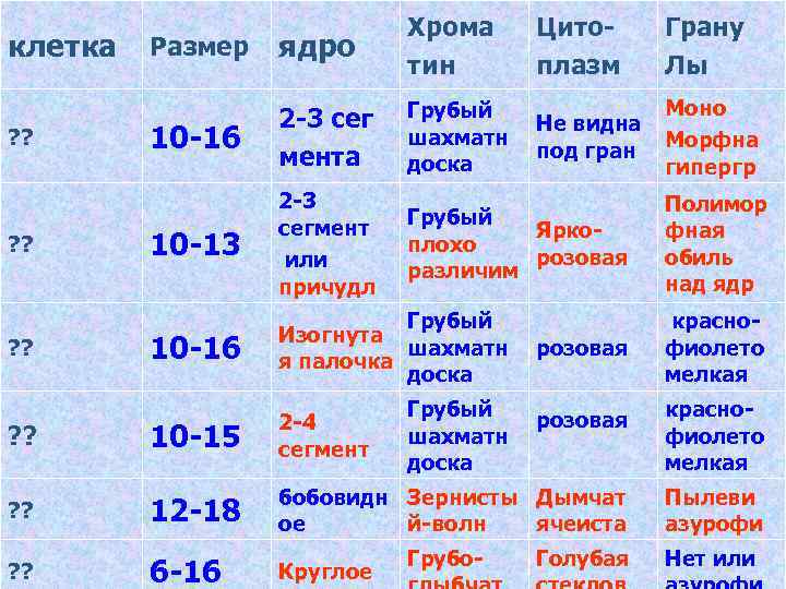 клетка ? ? Размер ядро Хрома тин 10 -16 2 -3 сег мента Грубый