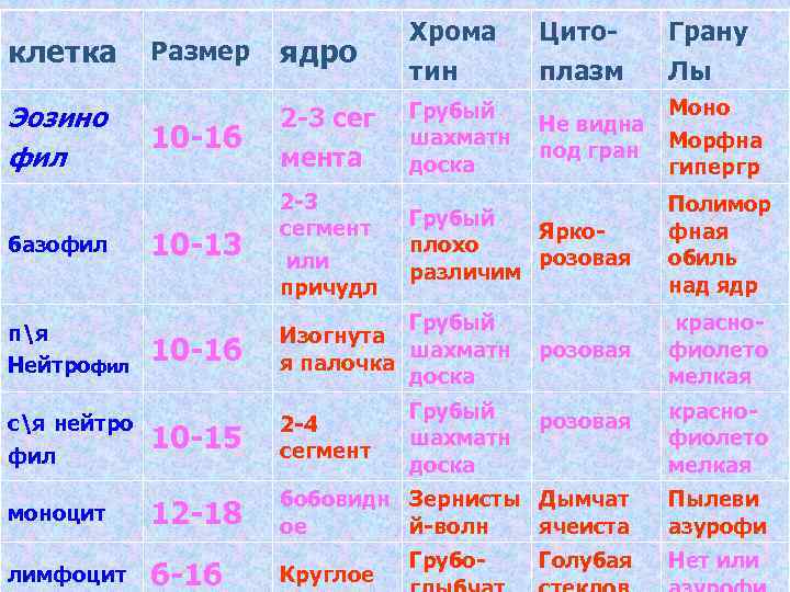 клетка Эозино фил базофил пя Нейтрофил Размер ядро Хрома тин 10 -16 2 -3