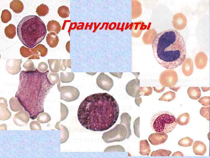 Гранулоциты 