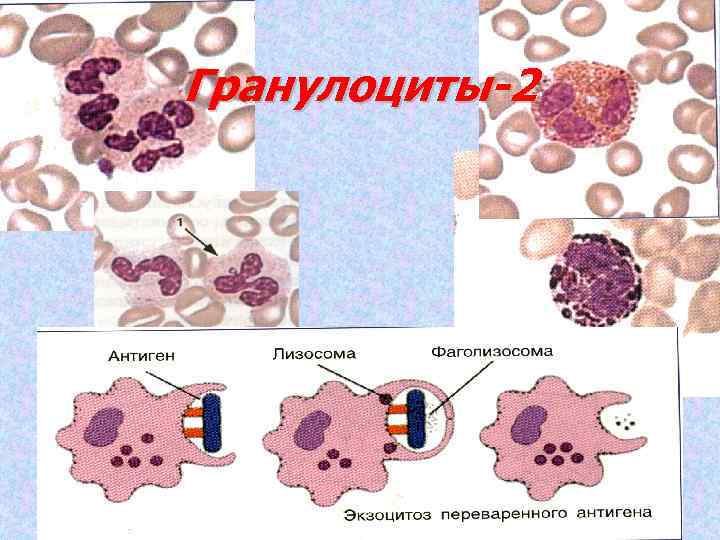 Гранулоциты-2 