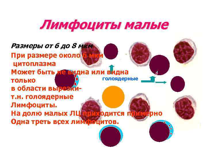 Лимфоциты малые Размеры от 6 до 8 мкм При размере около 6 мкм цитоплазма