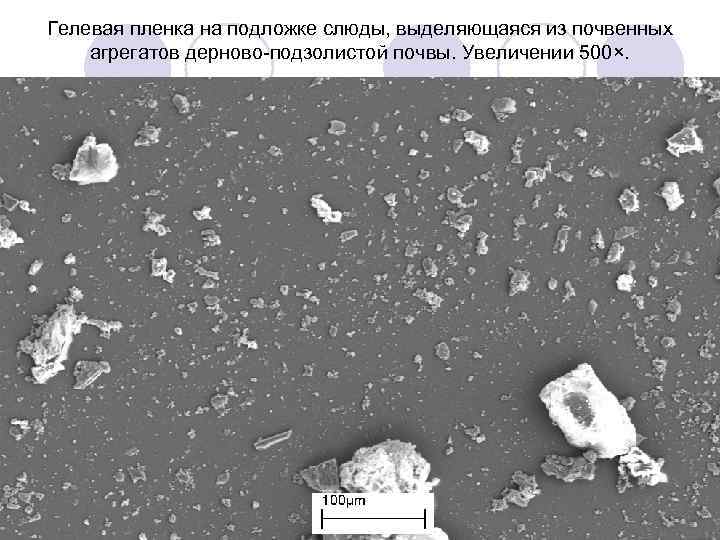Гелевая пленка на подложке слюды, выделяющаяся из почвенных агрегатов дерново-подзолистой почвы. Увеличении 500×. 