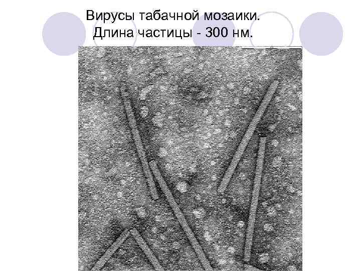 Вирусы табачной мозаики. Длина частицы - 300 нм. 