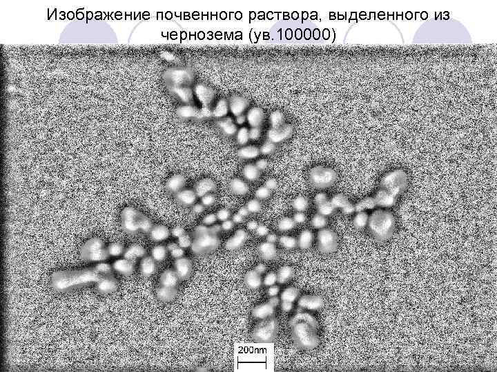 Изображение почвенного раствора, выделенного из чернозема (ув. 100000) 