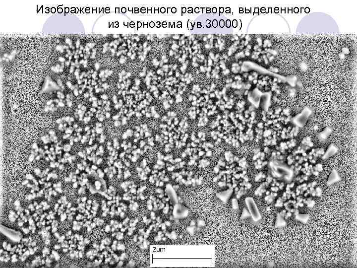 Изображение почвенного раствора, выделенного из чернозема (ув. 30000) 