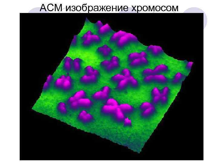 АСМ изображение хромосом 