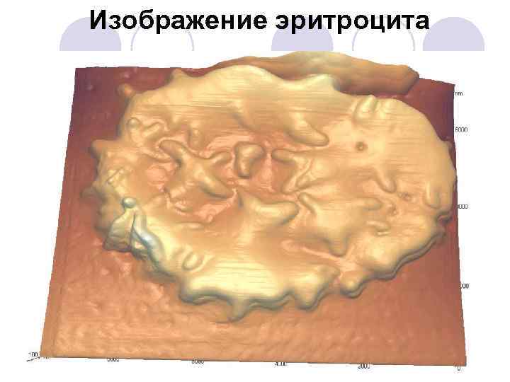 Изображение эритроцита 