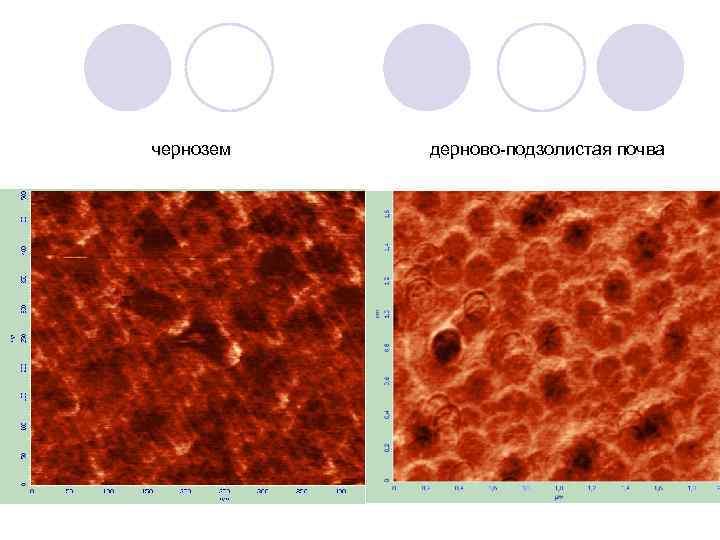 чернозем дерново подзолистая почва 