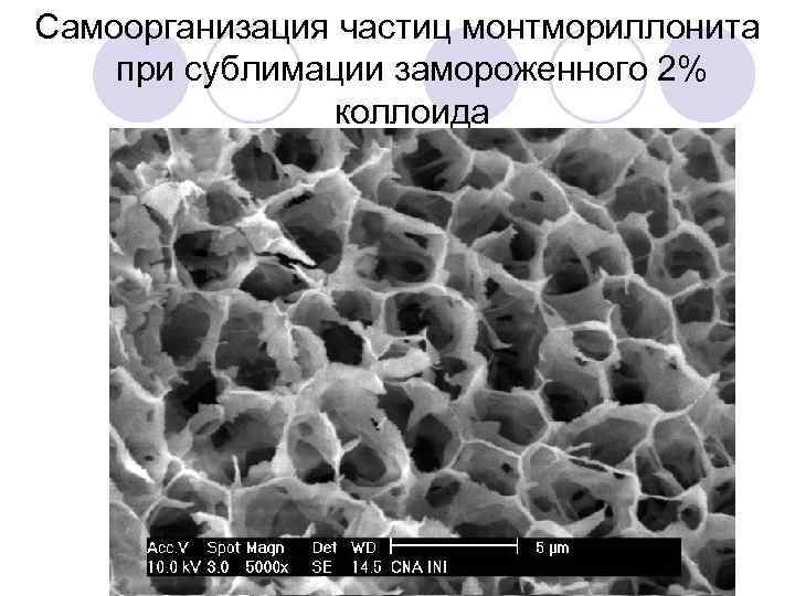 Самоорганизация частиц монтмориллонита при сублимации замороженного 2% коллоида 