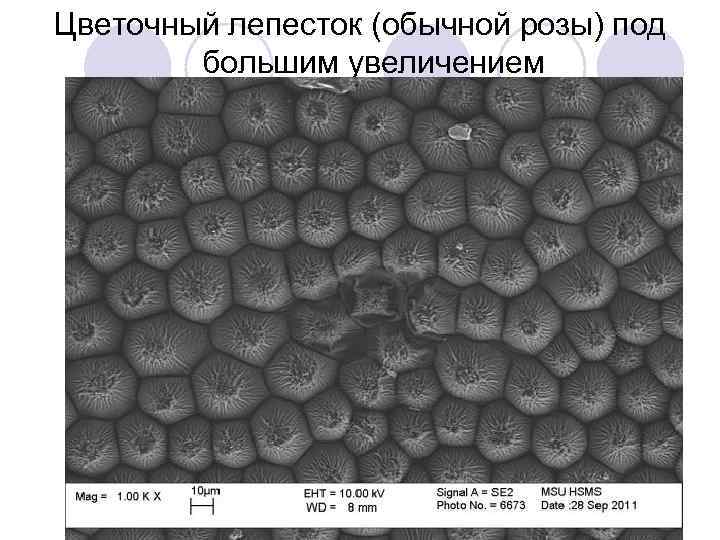 Цветочный лепесток (обычной розы) под большим увеличением 