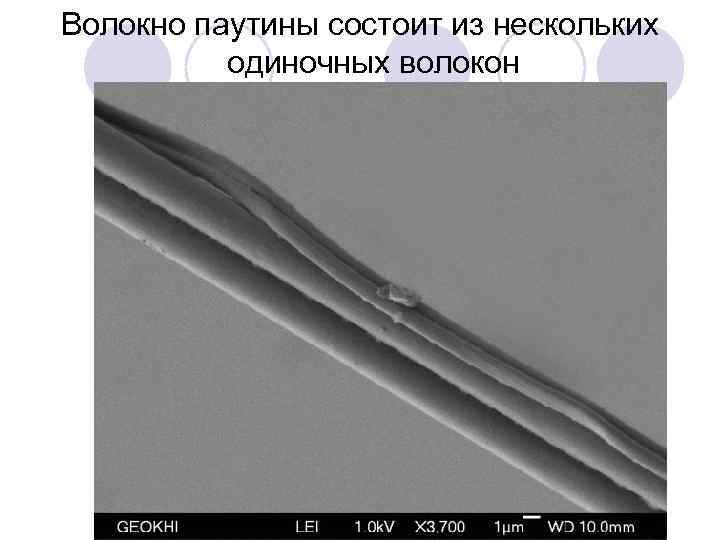 Волокно паутины состоит из нескольких одиночных волокон 