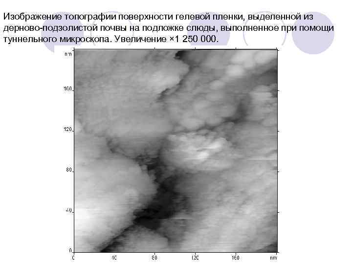 Изображение топографии поверхности гелевой пленки, выделенной из дерново подзолистой почвы на подложке слюды, выполненное