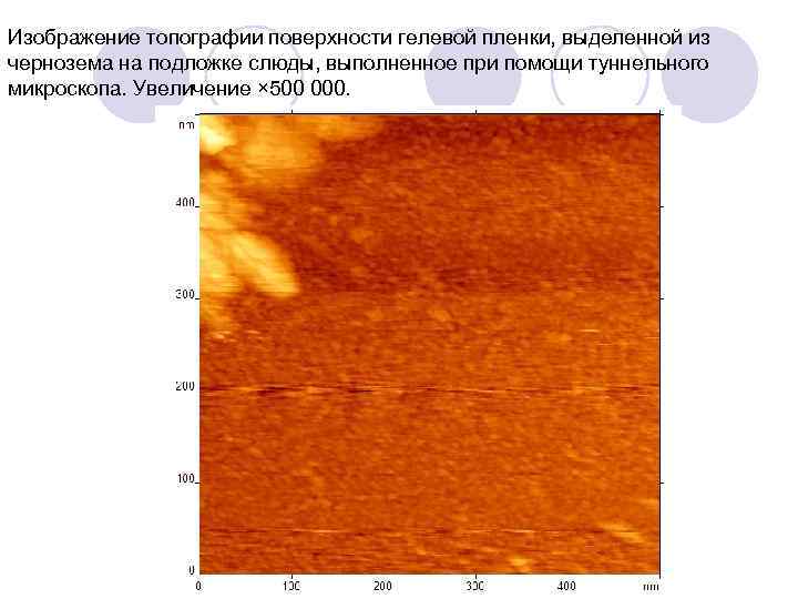 Изображение топографии поверхности гелевой пленки, выделенной из чернозема на подложке слюды, выполненное при помощи