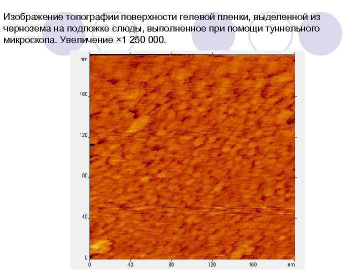 Изображение топографии поверхности гелевой пленки, выделенной из чернозема на подложке слюды, выполненное при помощи