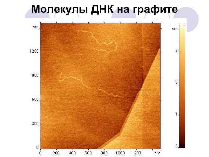Молекулы ДНК на графите 