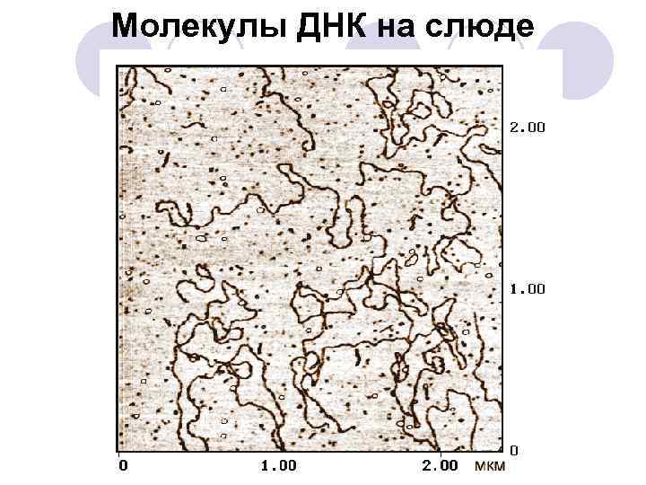 Молекулы ДНК на слюде 
