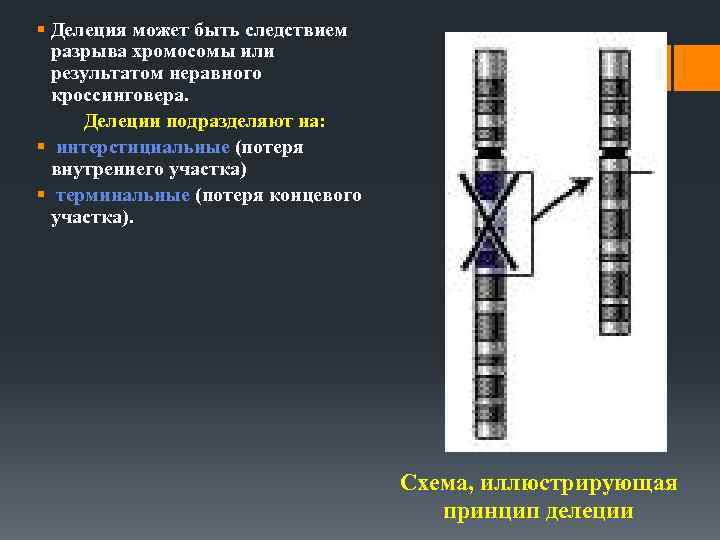 § Делеция может быть следствием разрыва хромосомы или результатом неравного кроссинговера. Делеции подразделяют на:
