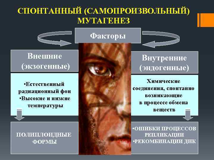 СПОНТАННЫЙ (САМОПРОИЗВОЛЬНЫЙ) МУТАГЕНЕЗ Факторы Внешние (экзогенные) Внутренние (эндогенные) • Естественный радиационный фон • Высокие