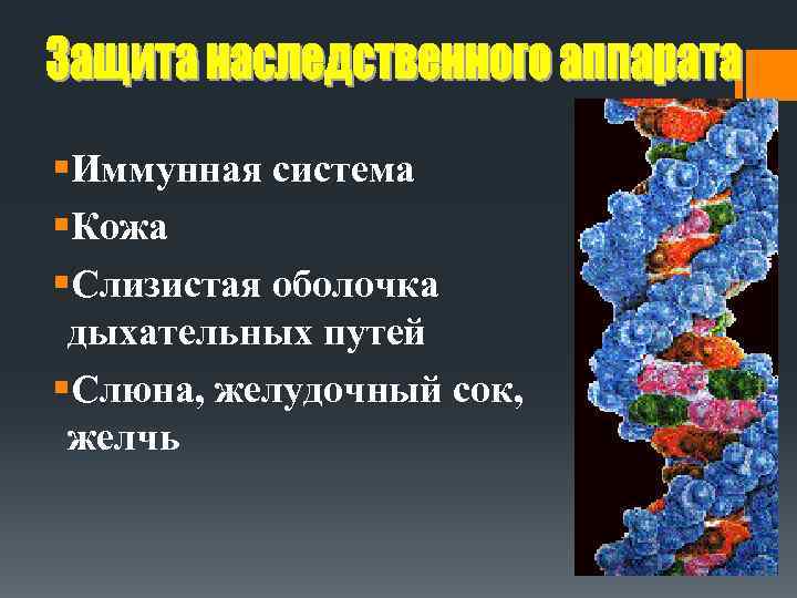 §Иммунная система §Кожа §Слизистая оболочка дыхательных путей §Слюна, желудочный сок, желчь 
