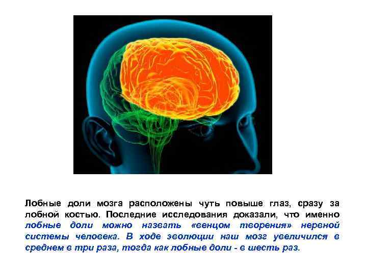 Лобные доли мозга расположены чуть повыше глаз, сразу за лобной костью. Последние исследования доказали,