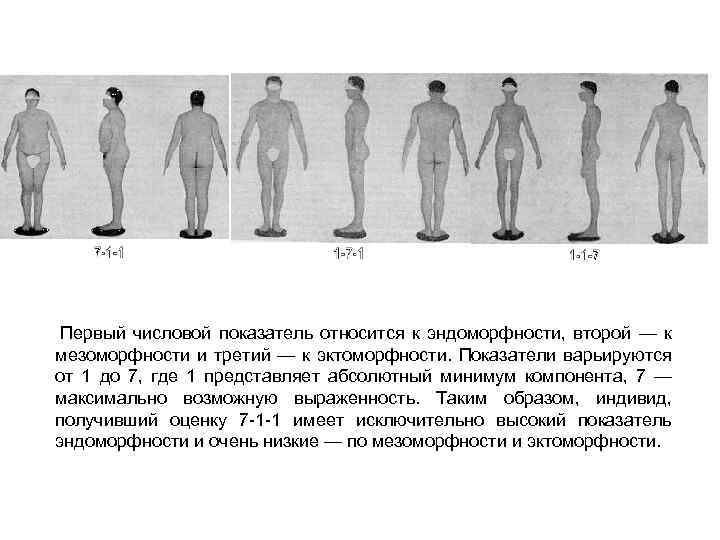  Первый числовой показатель относится к эндоморфности, второй — к мезоморфности и третий —