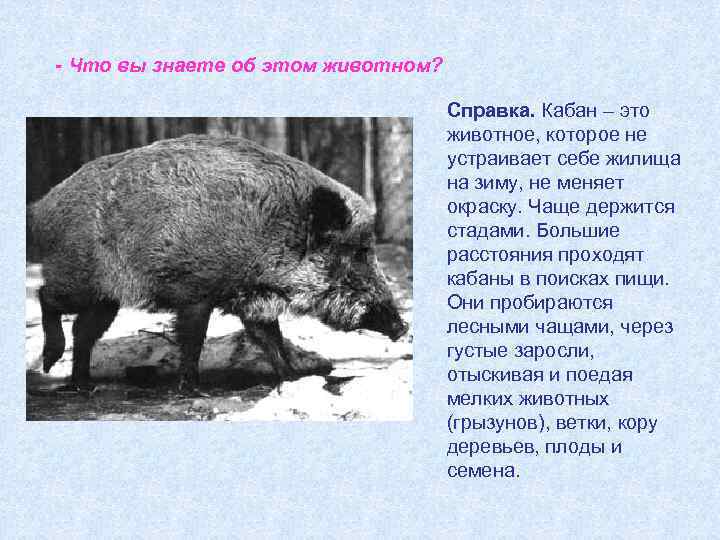 - Что вы знаете об этом животном? Справка. Кабан – это животное, которое не