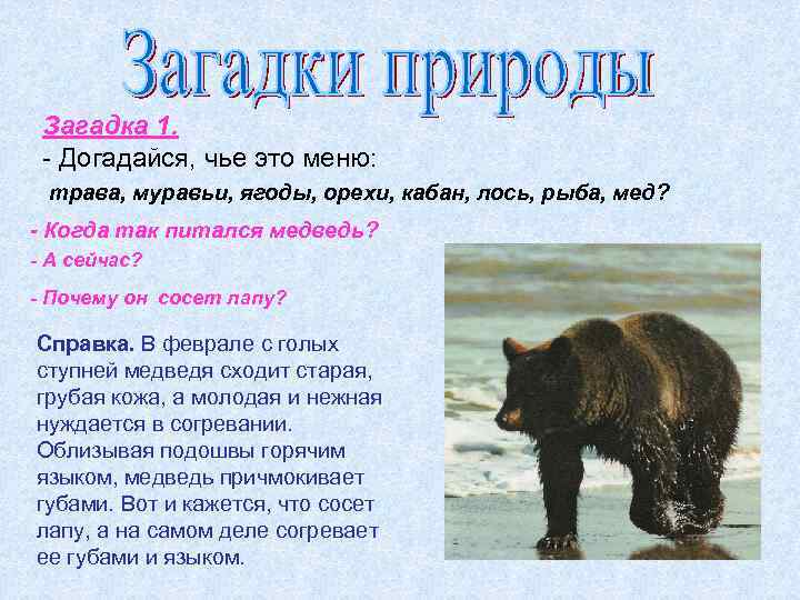 Загадка 1. - Догадайся, чье это меню: трава, муравьи, ягоды, орехи, кабан, лось, рыба,
