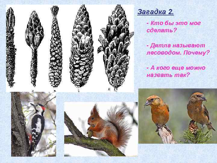 Загадка 2. - Кто бы это мог сделать? - Дятла называют лесоводом. Почему? -