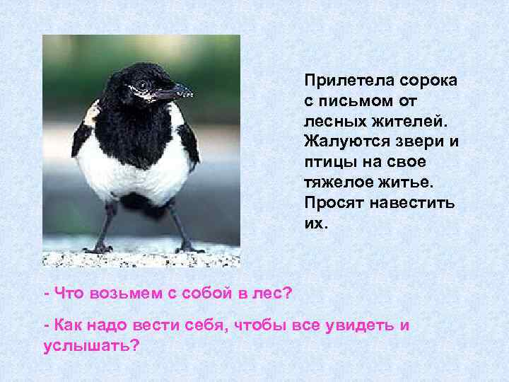 Прилетела сорока с письмом от лесных жителей. Жалуются звери и птицы на свое тяжелое