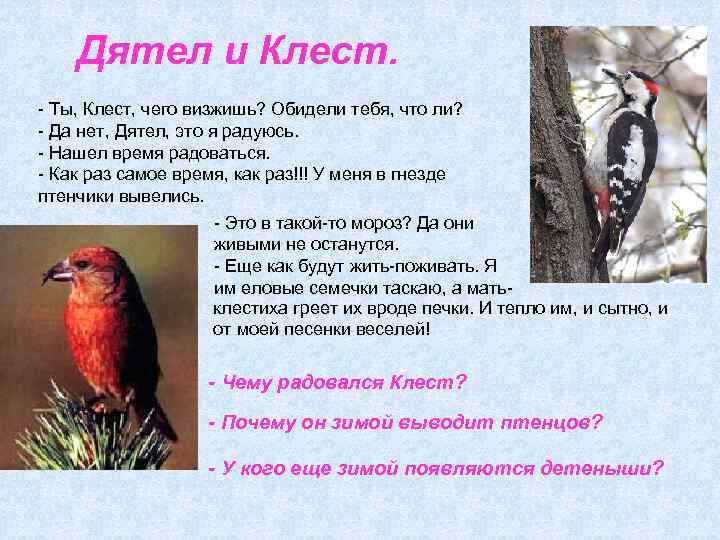 Дятел и Клест. - Ты, Клест, чего визжишь? Обидели тебя, что ли? - Да