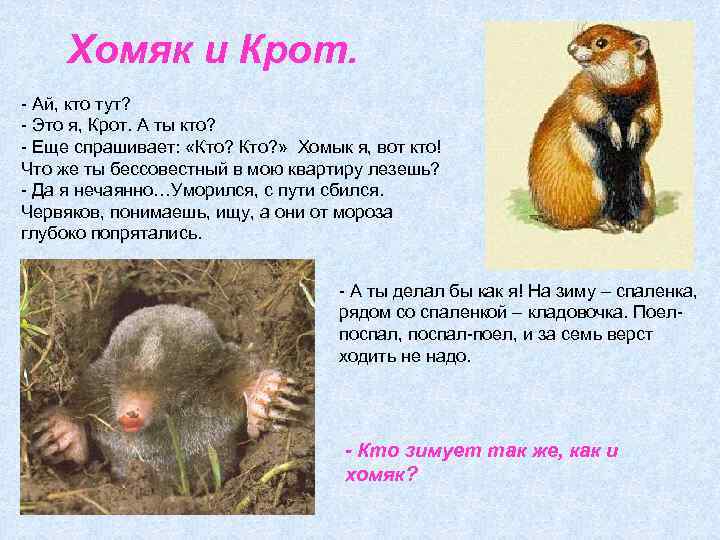 Хомяк и Крот. - Ай, кто тут? - Это я, Крот. А ты кто?