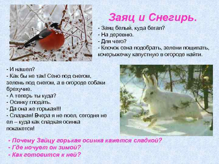 Заяц и Снегирь. - Заяц белый, куда бегал? - На деревню. - Для чего?