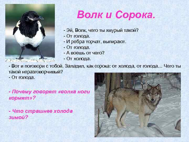 Волк и Сорока. - Эй, Волк, чего ты хмурый такой? - От голода. -