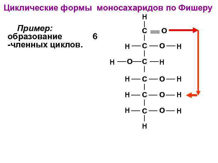 Циклические формы моносахаридов по Фишеру H Пример: образование -членных циклов. C O H C