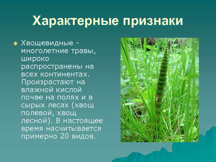 Характерные признаки u Хвощевидные многолетние травы, широко распространены на всех континентах. Произрастают на влажной