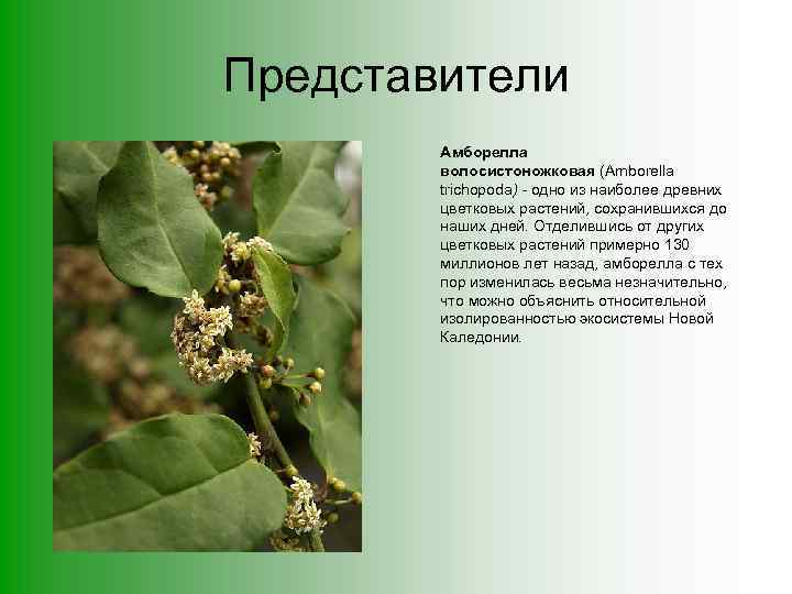 Представители Амборелла волосистоножковая (Amborella trichopoda) - одно из наиболее древних цветковых растений, сохранившихся до