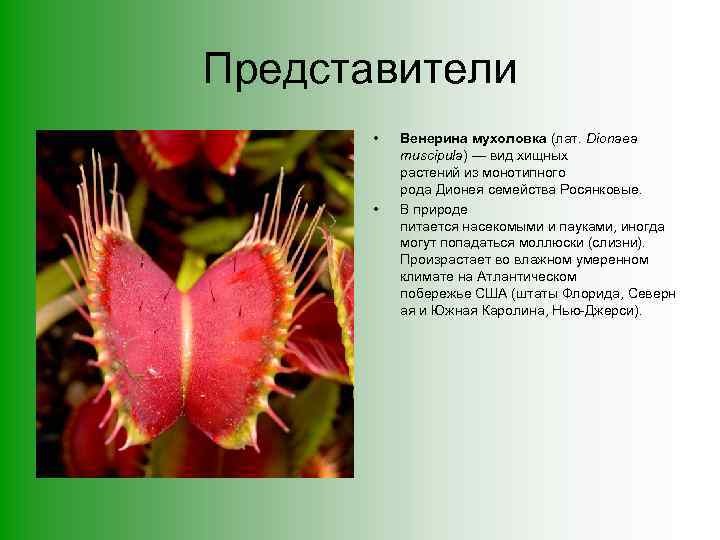 Представители • • Венерина мухоловка (лат. Dionaea muscipula) — вид хищных растений из монотипного