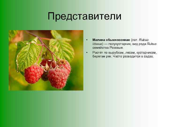Представители • • Малина обыкновенная (лат. Rubus idaeus) — полукустарник, вид рода Rubus семейства