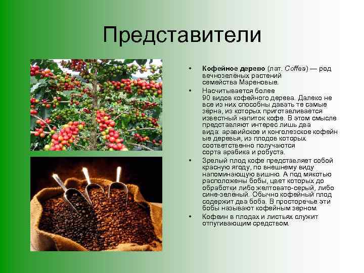 Представители • • Кофейное дерево (лат. Coffea) — род вечнозелёных растений семейства Мареновые. Насчитывается
