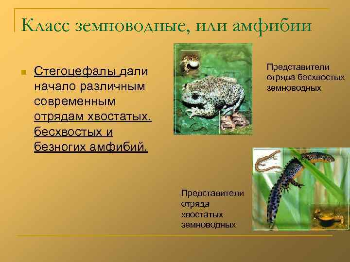 Класс земноводные, или амфибии n Представители отряда бесхвостых земноводных Стегоцефалы дали начало различным современным