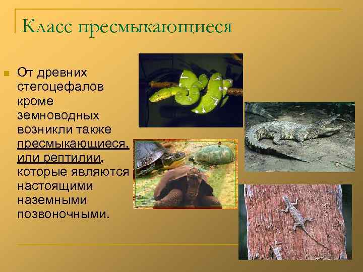 Класс пресмыкающиеся n От древних стегоцефалов кроме земноводных возникли также пресмыкающиеся, или рептилии, которые