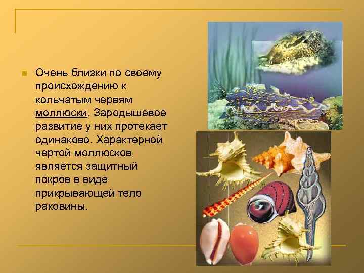 n Очень близки по своему происхождению к кольчатым червям моллюски. Зародышевое развитие у них