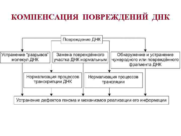 КОМПЕНСАЦИЯ ПОВРЕЖДЕНИЙ ДНК 