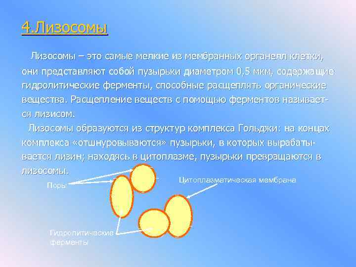 4. Лизосомы – это самые мелкие из мембранных органелл клетки, они представляют собой пузырьки