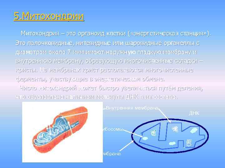 5. Митохондрии Митохондрия – это органоид клетки ( «энергетическая станция» ). Это палочковидные, нитевидные