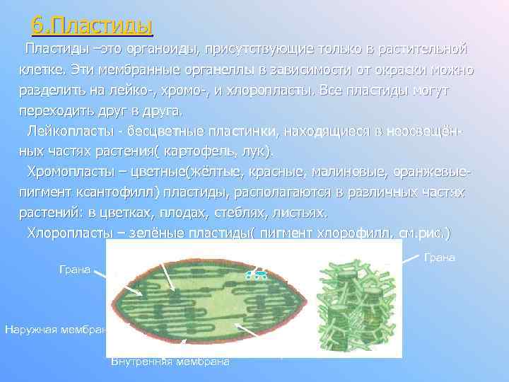 6. Пластиды –это органоиды, присутствующие только в растительной клетке. Эти мембранные органеллы в зависимости